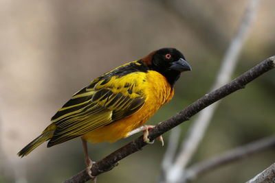 Weaver bird