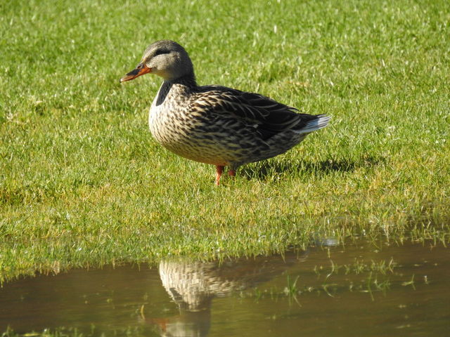 Download View of a bird on grass | ID: 137677037