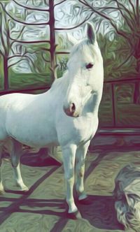 White horse