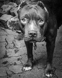 Portrait of dog standing on footpath