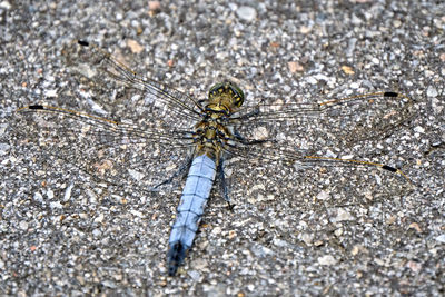 Close-up of dragonfly on ground