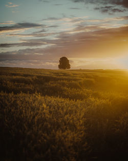 Scenic view of field against sky during sunset