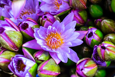 Close-up of purple flowering waterlilies