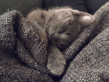 Close-up of sleeping cat