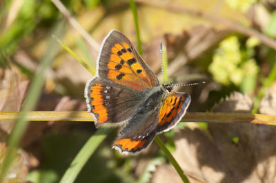 Close-up of butterfly perching on flower