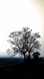 Silhouette bare tree on field against clear sky