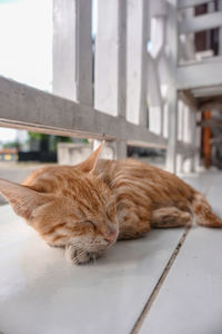 Cat sleeping