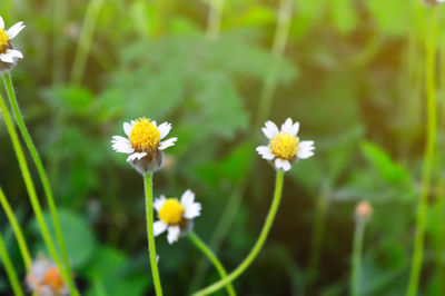 Close-up of yellow flowers blooming outdoors