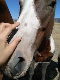 Close-up of hand holding cow