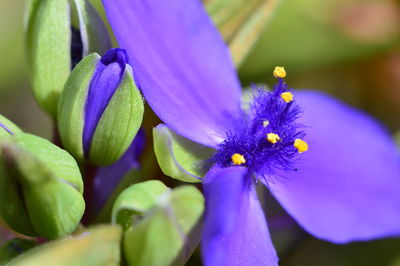 Close-up of purple flowering plant