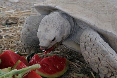 Close-up of tortoise eating watermelon on land