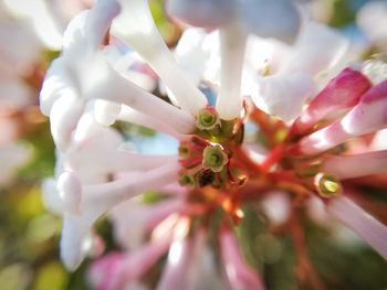 Close-up of pink flowering plant