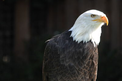 Close-up of eagle against blurred background