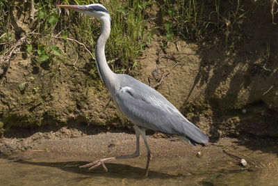 High angle view of gray heron perching on a tree