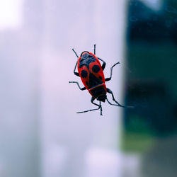 Close-up of ladybug