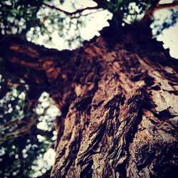 Low angle view of tree trunk