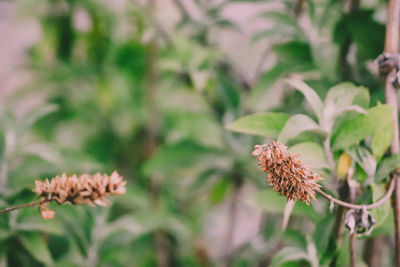 Close-up of wilted flower