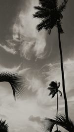 Low angle view of palm trees against cloudy sky