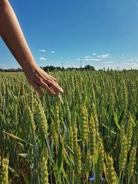 Scenic view of wheat field against sky