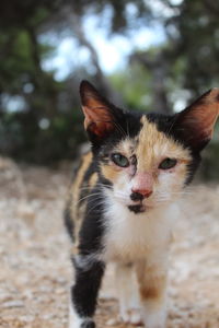 Close-up portrait of kitten