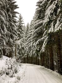 Road amidst trees against sky during winter