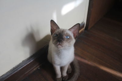 High angle portrait of a cat