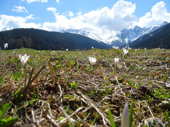 Scenic view of field and mountains against sky