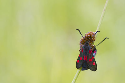 Close-up of butterfly