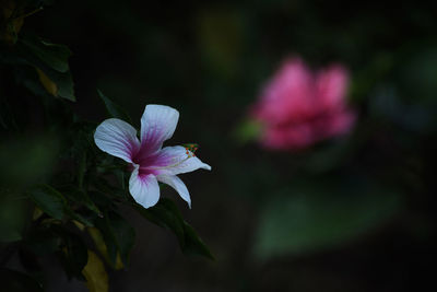 Close-up of pink flowering plant