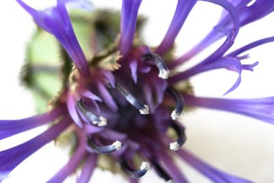 Close-up of fresh purple flower