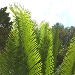 Low angle view of plants against sky