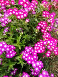 Pink flowers blooming in park