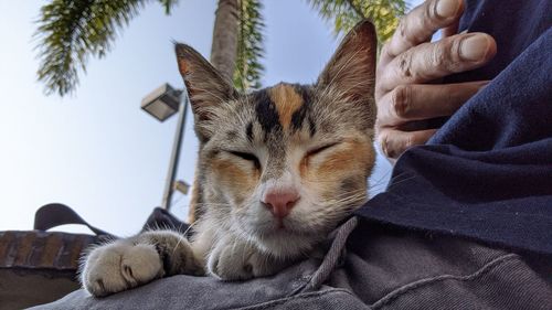 Close-up of a cat resting on hand