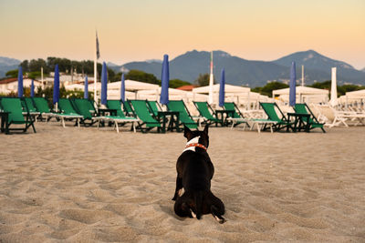 Rear view of black and white french bulldog sitting on an empty beach at sunset, forte dei marmi, t