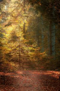 Trees growing in forest during autumn