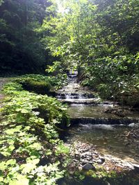 Scenic view of waterfall in forest