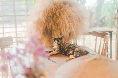 Rear view of cat resting on floor