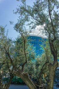 Low angle view of trees against blue sky