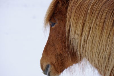 Close-up of a horse eye against white background