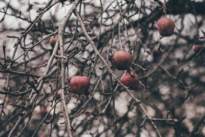 Close-up of branches against blurred background