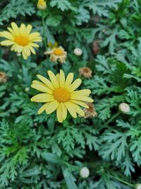 Close-up of yellow flowering plants