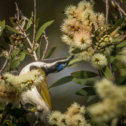 Close-up of bird perching on branch