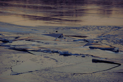 Birds on beach during sunset