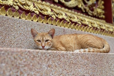 Portrait of cat lying on carpet