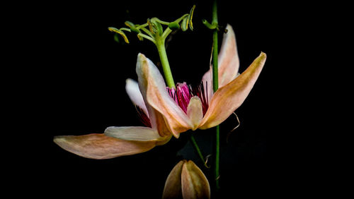 Close-up of white lily against black background