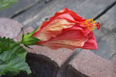 Close-up of red rose on leaves