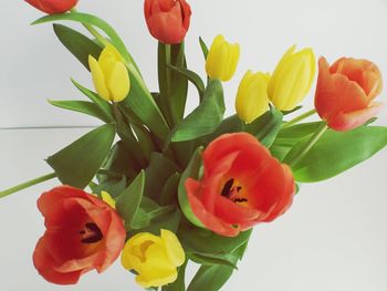 Close-up of red tulips over white background