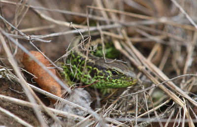 Close-up of lizard on field