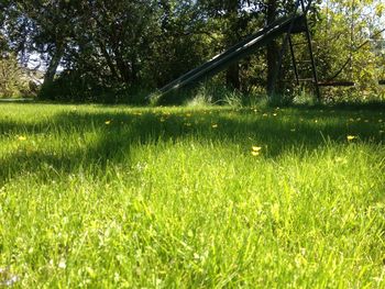 Trees on grassy field