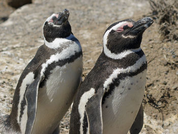 High angle view of penguins on field during sunny day